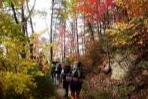 Group hiking through the woods with full trail packs.